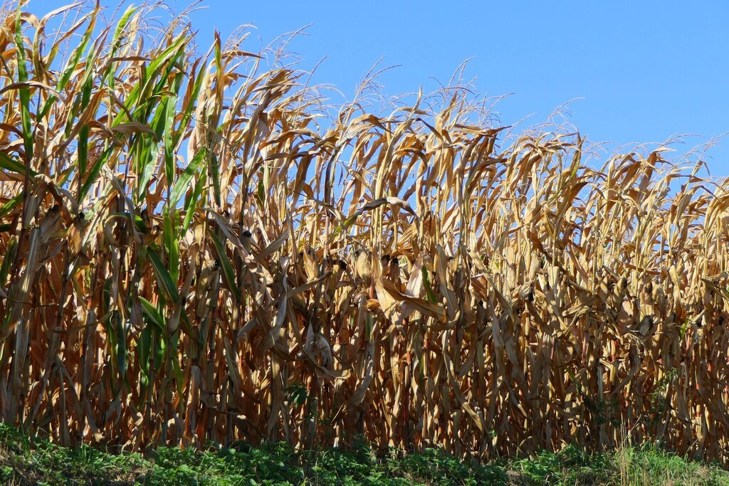 image of crops being grown