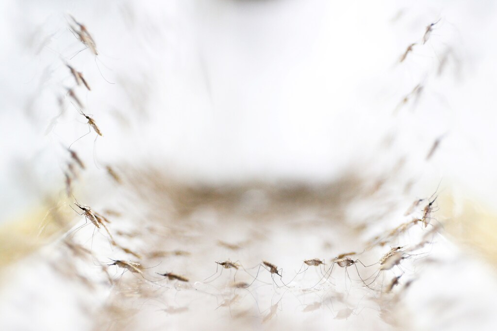 Anopheles minimus mosquitoes are pictured at a lab in the Public Health Ministry in Bangkok, Thailand, November 9, 2017. Picture taken November 9, 2017.REUTERS/Athit Perawongmetha - RC13B062C170