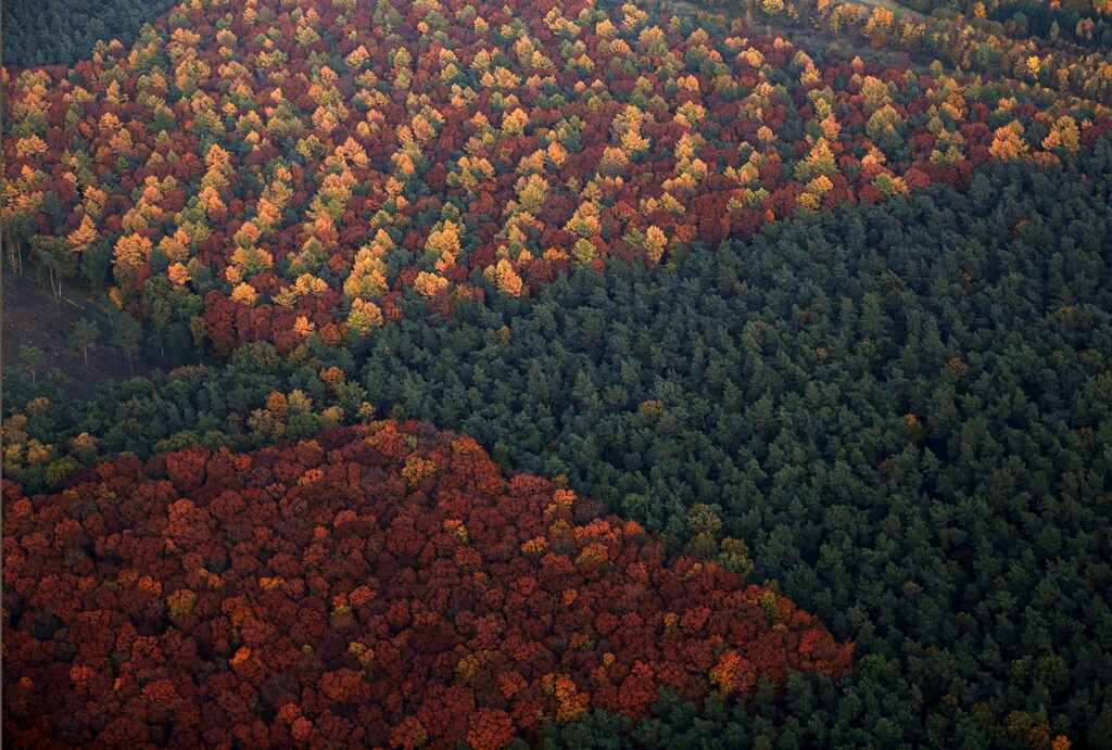 An aerial view shows a mixed forest on a sunny autumn day in Recklinghausen, Germany, October 31, 2015. REUTERS/Ina Fassbender - GF20000040189
