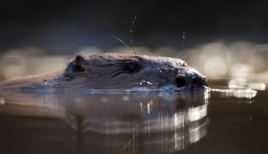 A male beaver swims after being released in a specially designed enclosure, as beavers are reintroduced to London for the first time in more than 400 years as part of a project launched by Enfield Council and Capel Manor College, in the grounds of Forty Hall Farm, Enfield, Britain, 17 March, 2022. REUTERS/John Sibley