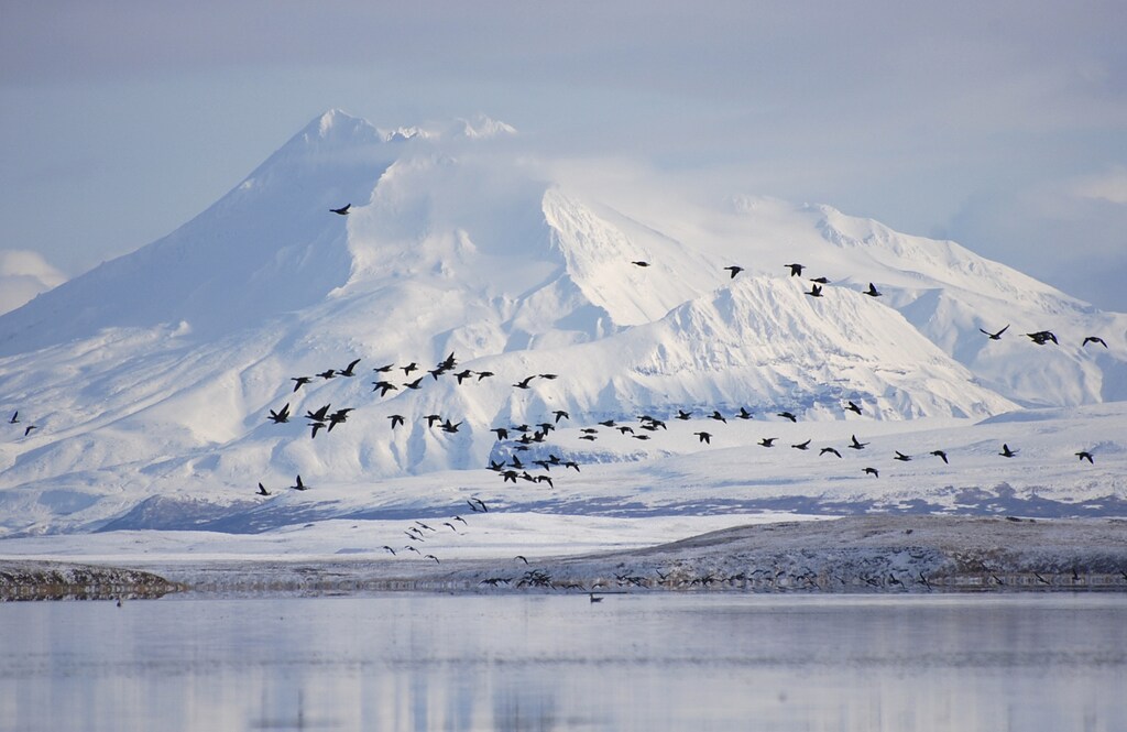 Pacific black brant fly past Mount Dutton over the Izembek Lagoon in the Izembek National Wildlife Refuge in Alaska's Aleutian Islands, in this U.S. Fish and Wildlife Service (USFWS) picture taken November 7, 2008. A federal judge has upheld a decision by the U.S. government to protect Alaska's Izembek National Wildlife Refuge, blocking a proposed 10-mile (16-km) gravel road linking an Aleutian Islands fishing community to an all-weather airport for medical evacuations. Picture taken November 7, 2008. REUTERS/Kristine Sowl/USFWS/Handout via Reuters THIS IMAGE HAS BEEN SUPPLIED BY A THIRD PARTY. IT IS DISTRIBUTED, EXACTLY AS RECEIVED BY REUTERS, AS A SERVICE TO CLIENTS. FOR EDITORIAL USE ONLY. NOT FOR SALE FOR MARKETING OR ADVERTISING CAMPAIGNS - RTSDSZ