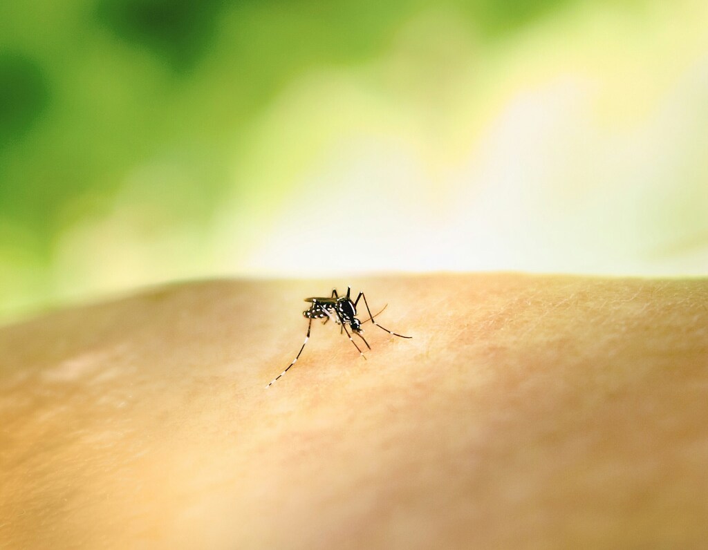 View of mosquito