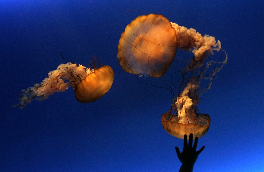 The right hand of a young visitor is silhouetted against a jellyfish exhibition hall at the Ocean Park aquarium-amusement complex in Hong Kong January 20, 2008. REUTERS/Victor Fraile (CHINA) - GM1DXBUKHNAA