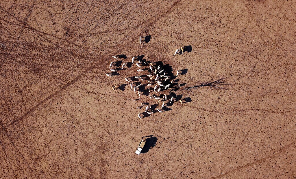 Farmer May McKeown feeds the remaining cattle on her drought-effected property located on the outskirts of the north-western New South Wales town of Walgett in Australia, July 20, 2018. Picture taken July 20, 2018. REUTERS/David Gray - RC16983ACD60