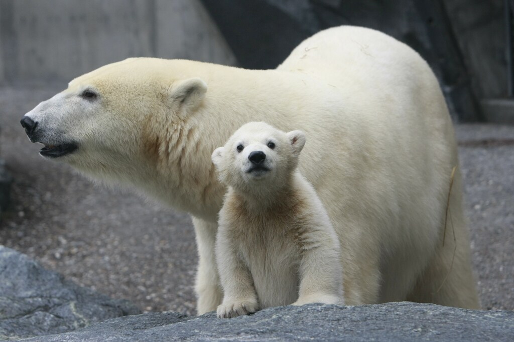 Polar bear cub Wilbaer stands next to his mother Coprinna in their enclosure at the Wilhelma zoo in Stuttgart during his first appearance April 16, 2008. REUTERS/Alex Grimm (GERMANY) - BM2E44G11PT01