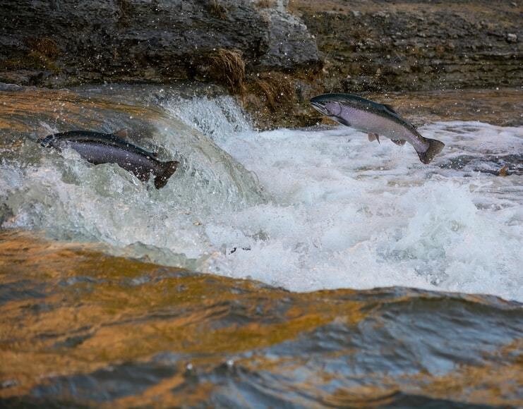 Coho Salmon jumping out of the water.