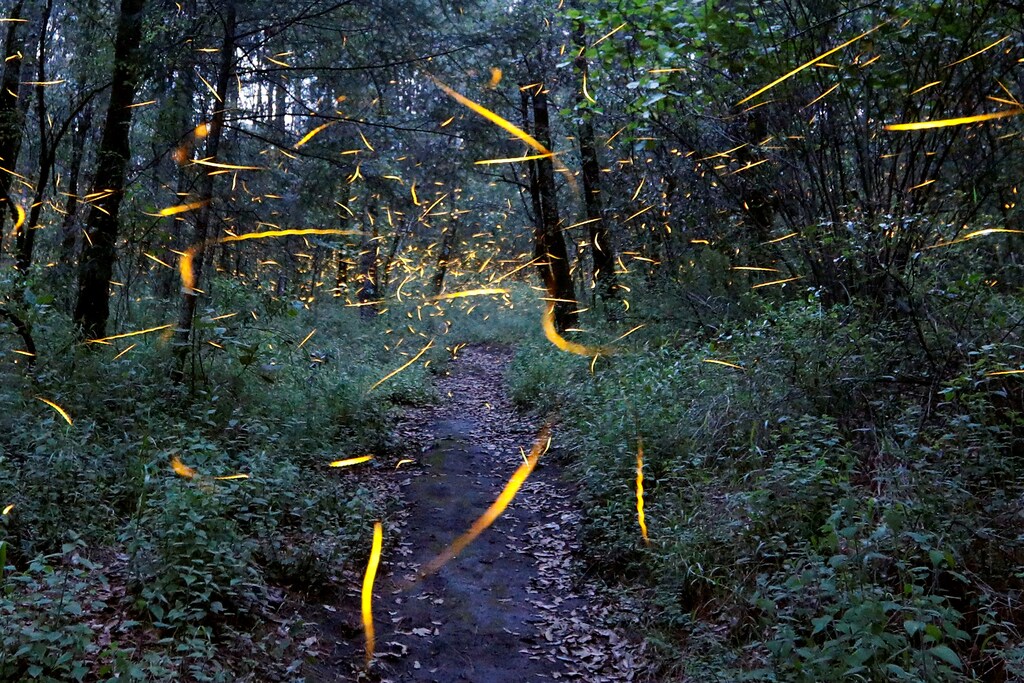 Fireflies seeking mates light up in synchronised bursts inside a forest at Santa Clara sanctuary near the town of Nanacamilpa, Tlaxcala state, Mexico, July 24, 2017. Picture taken July 24, 2017. REUTERS/Edgard Garrido TPX IMAGES OF THE DAY - RTX3CUK0
