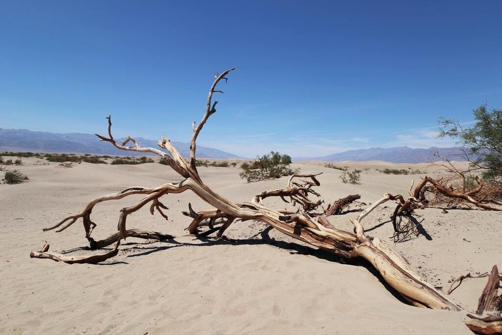 Dead tree felled in the dessert.