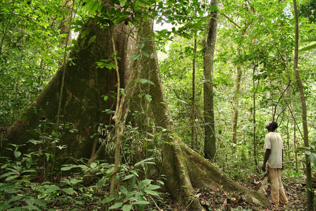 preserve-africa-forest