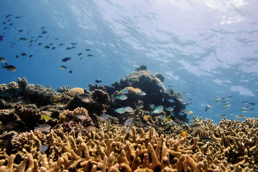 Assorted reef fish swim above a staghorn coral colony as it grows on the Great Barrier Reef off the coast of Cairns, Australia October 25, 2019.