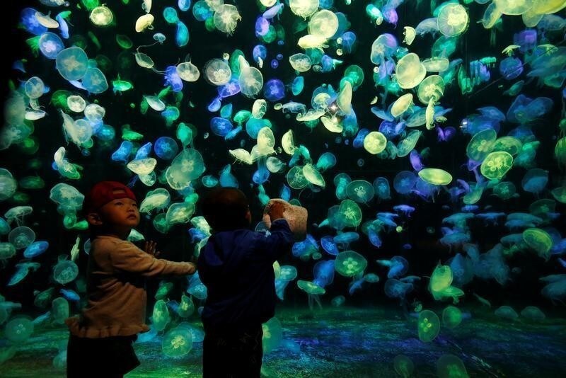 Young visitors stand in front of jellyfish at Chimelong Ocean Kingdom in Zhuhai, China September 4, 2018. Picture taken September 4, 2018. REUTERS/Bobby Yip TPX IMAGES OF THE DAY - RC17B14F9400