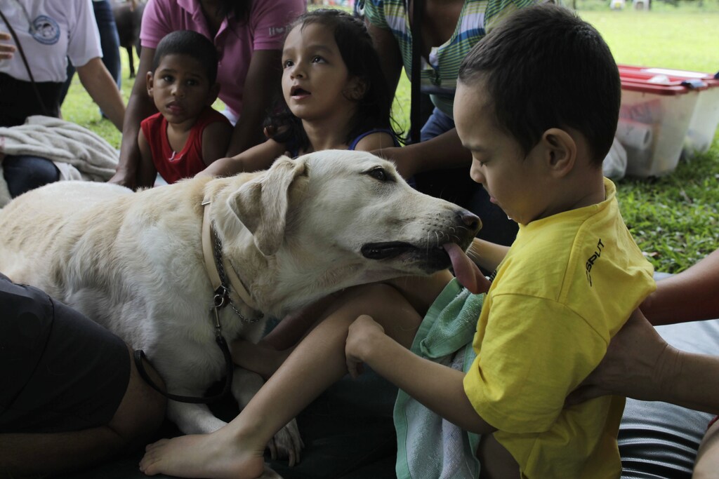 Geovany Gonzalez with cerebral palsy, interacts with Fiona, a therapeutically trained dog, as it tries to lick his face during a therapy session at the Colitas Foundation in Panama City September 22, 2012. The Colitas Foundation, run by Mario Chang, sponsors a programme using trained dogs for therapeutic practice and to help improve the quality of life of children and teenagers with mental and physical disabilities such as Down Syndrome, Cerebral Palsy and autism. REUTERS/Carlos Jasso (PANAMA - Tags: ANIMALS HEALTH SOCIETY) - RTR38AOC