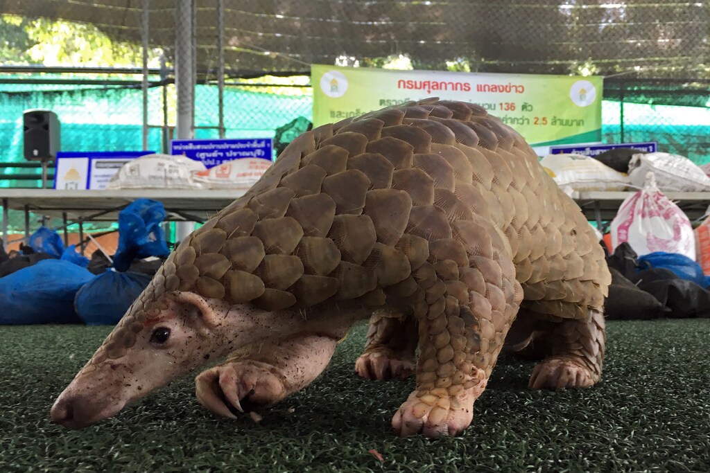 A pangolin walks during a news conference after Thai customs confiscated live pangolins, in Bangkok, Thailand August 31, 2017. REUTERS/Prapan Chankaew - RC1FD6275730