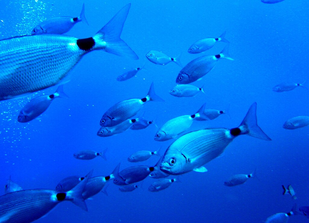 Fish swim in the Mediterranean sea on the south coast of the Balearic island of Mallorca, Spain August 20, 2006. South American "red Devil" squid found off Alaska and jellyfish plaguing the Mediterranean may point to vast disruptions in the seas linked to global warming, pollution or over-fishing, experts say. REUTERS/Dani Cardona (SPAIN) - GM1DTHXBTGAA