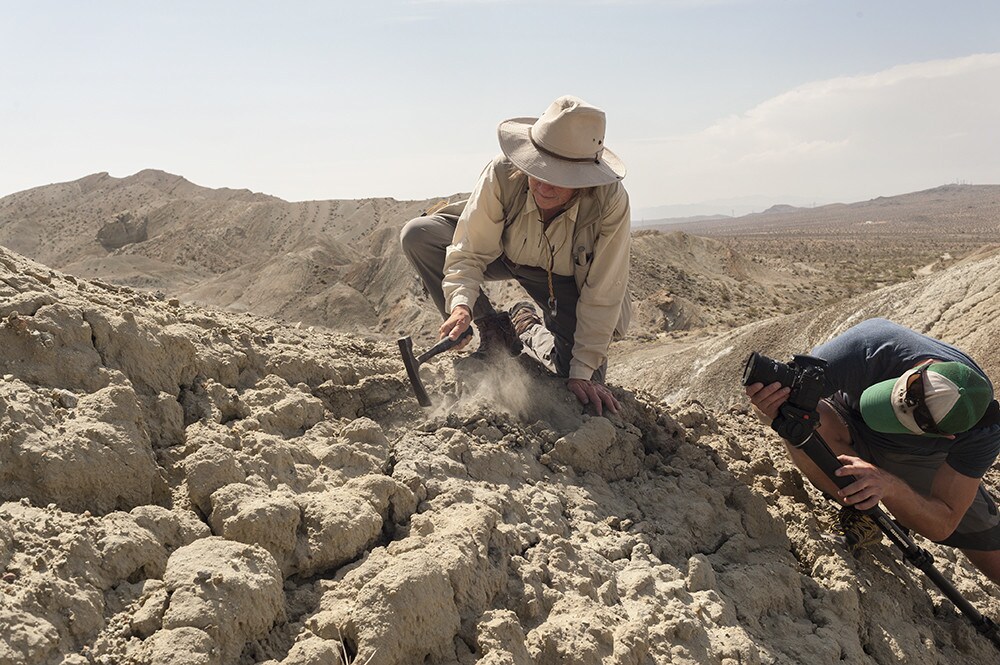 Dr. Katherine Badgley looks out over her field site in the Mojave Desert in California