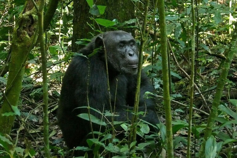 An eastern chimpanzee in Uganda