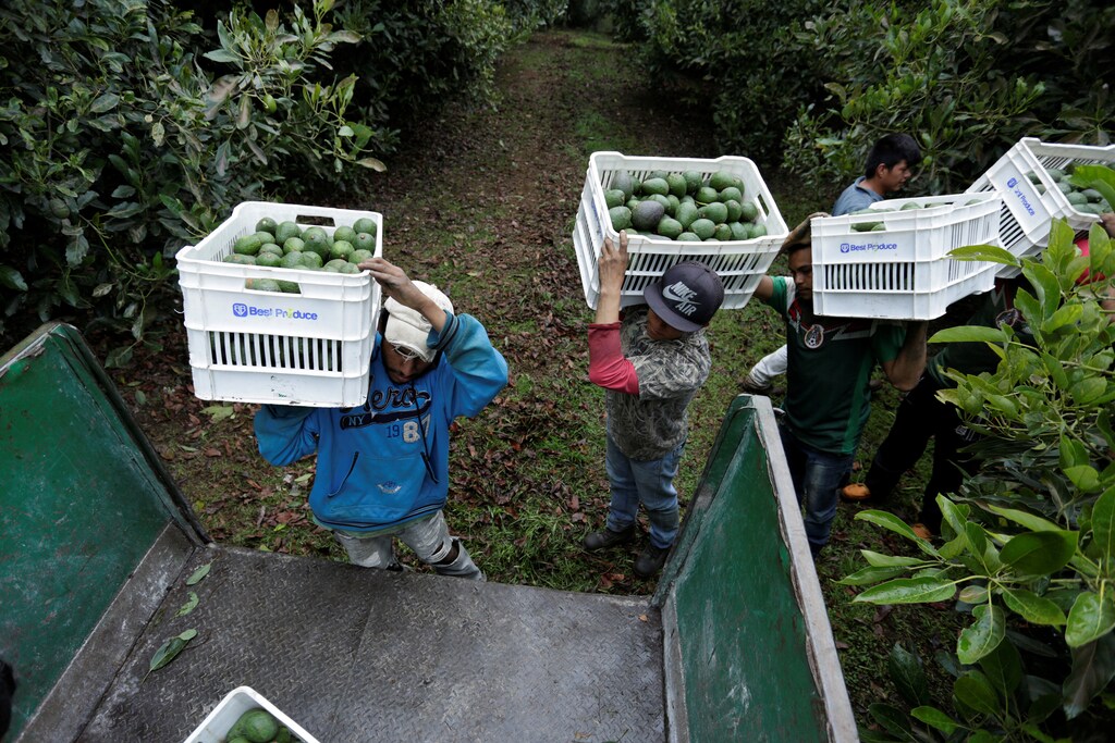 Farm workers carry crates of freshly picked avocados in Michoacán state, Mexico.