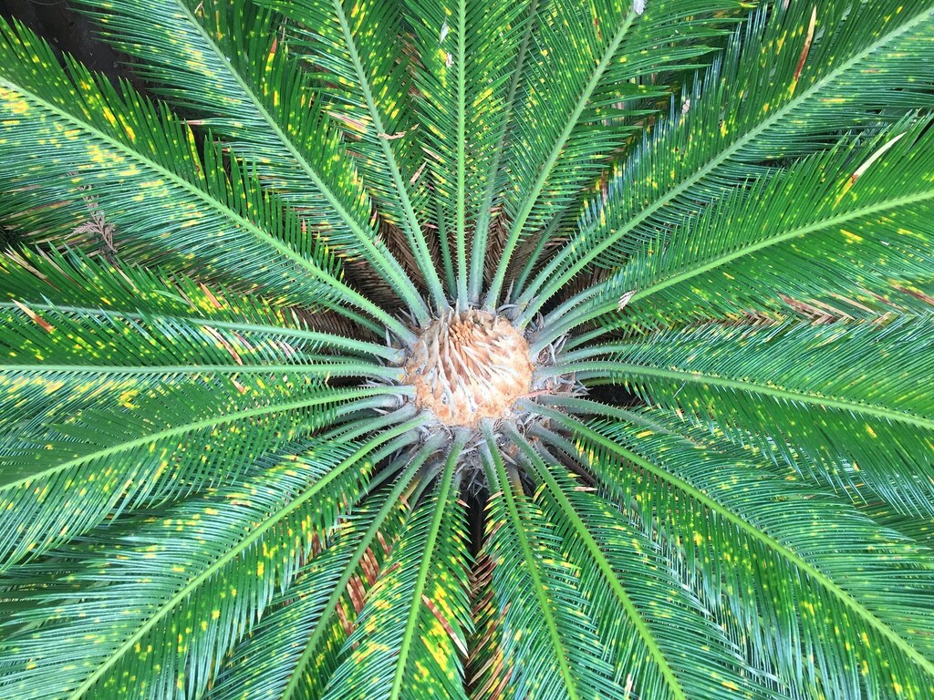 image of a cycad