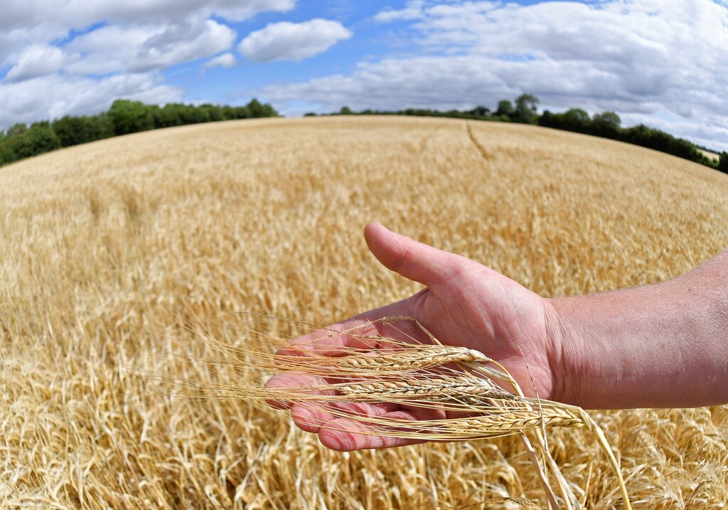 Farmer David Barton holds an example of his barley crop in his hand at Manor Farm in Middle Duntisbourne in south west Britain, August 1, 2018. Picture taken August 1, 2018. REUTERS/Toby Melville - RC18BC585D00