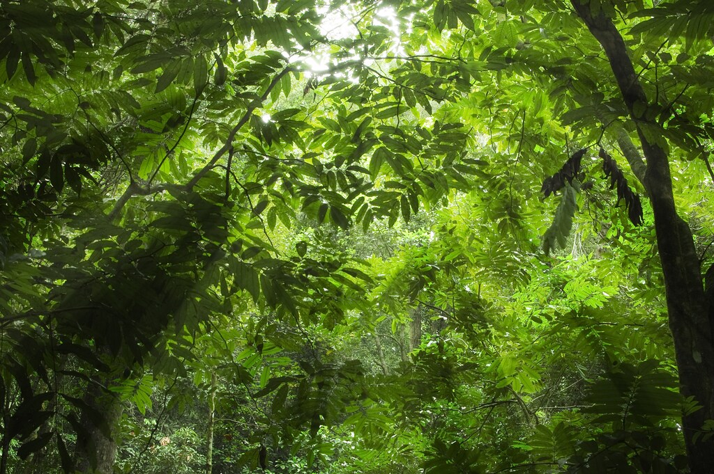 The theme of World Wildlife Day 2025 is: Wildlife Conservation Finance: Investing in People and Planet.