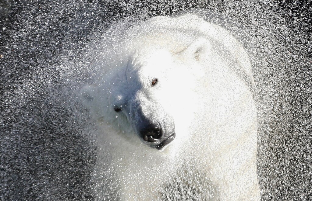 Seven-year-old polar bear Commander Sedov shakes off water in his pool at the Royev Ruchey zoo while playing with a ball in the Siberian city of Krasnoyarsk, October 4, 2009. Unusually warm weather for this time of the year with temperatures over 20 degrees Celsius (68 degrees Fahrenheit) has prompted the bear to spend much of his time in his pool. REUTERS/Ilya Naymushin (RUSSIA ENVIRONMENT ANIMALS) FOR BEST QUALITY IMAGE: ALSO SEE GM1E5AO05B301 - GM1E5A41GLB01