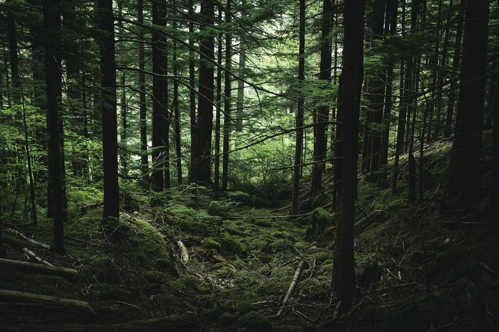 image of a forest