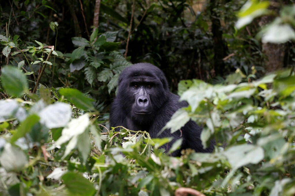 A male mountain gorilla from the Mukiza group is seen in the forest within the Bwindi National Park near the town of Kisoro, Uganda March 31, 2018. REUTERS/Baz Ratner - RC1B34A51800