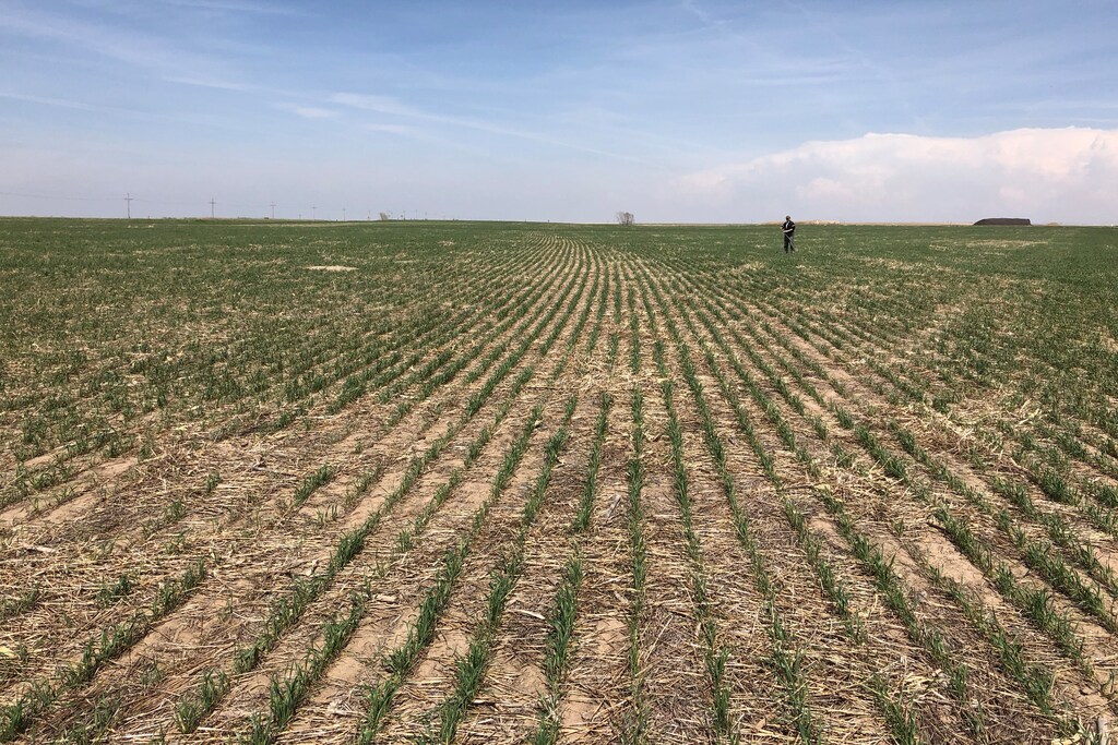 Wheat fields show drought affects near Colby, Kansas, U.S., May 1, 2018. Picture taken on May 1, 2018. REUTERS/Michael Hirtzer - RC12F8EA6BB0