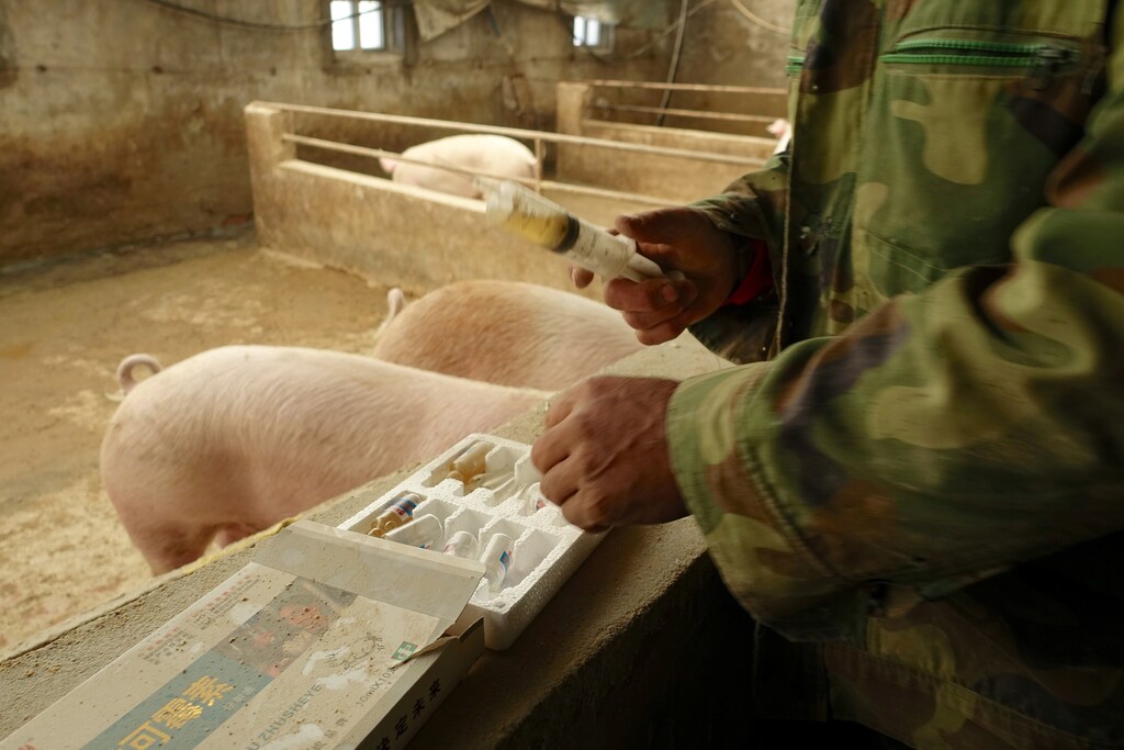 Pig farmer Han Yi prepares antibiotic shots for his pigs on his farm at a village in Changtu county, Liaoning province, China January 17, 2019. Picture taken January 17, 2019. REUTERS/Ryan Woo - RC1CAB8B1EE0