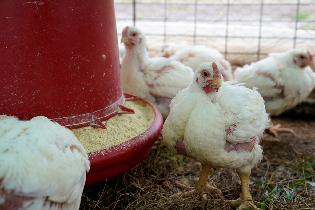 Bird flu US 2022 avian influenza