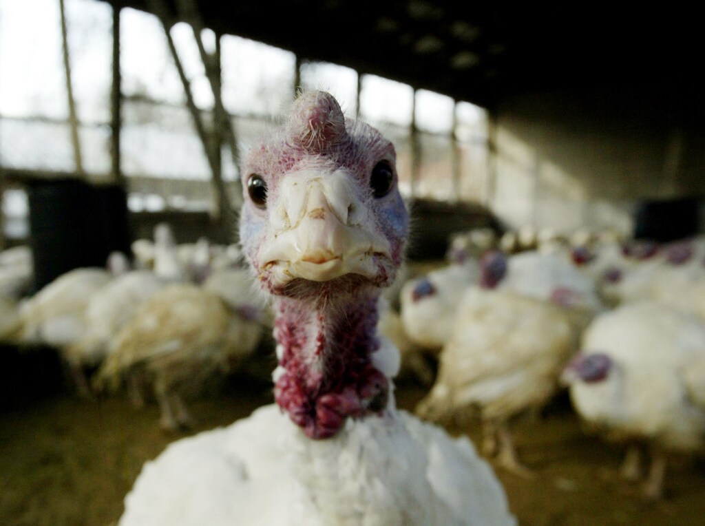 animal-based-food-more-emmissions