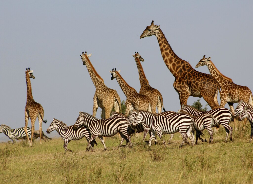 Conservancies have become increasingly popular since Kenya changed its land use policy in 2009.