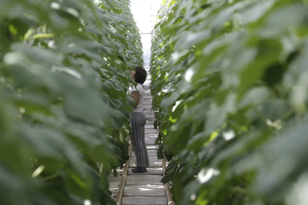 A worker is seen in the greenhouse of family owned farm "Kligeni" in Cesis August 22, 2014. This technologically developed greenhouse farm cultivates vegetables for the local market. After Russia declared a one-year embargo on meat, fish, dairy, fruit and vegetables from the United States, the European Union, Canada, Australia and Norway, local markets are now over-flooded with imported vegetables from other EU countries. This farm has been forced to sell its produce at a price below costs. REUTERS/Ints Kalnins (LATVIA - Tags: BUSINESS AGRICULTURE FOOD) - GM1EA8M1TV101