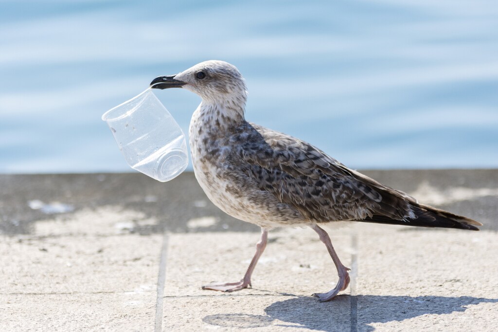 Seagull walking around with plastic glass; animal behaviour