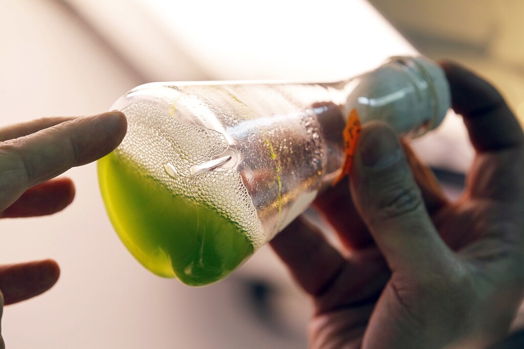 Test tube of algae fuel made from microalgae