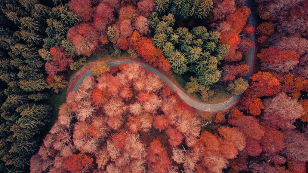 Winding road through a forest in Cansiglio, Italy.