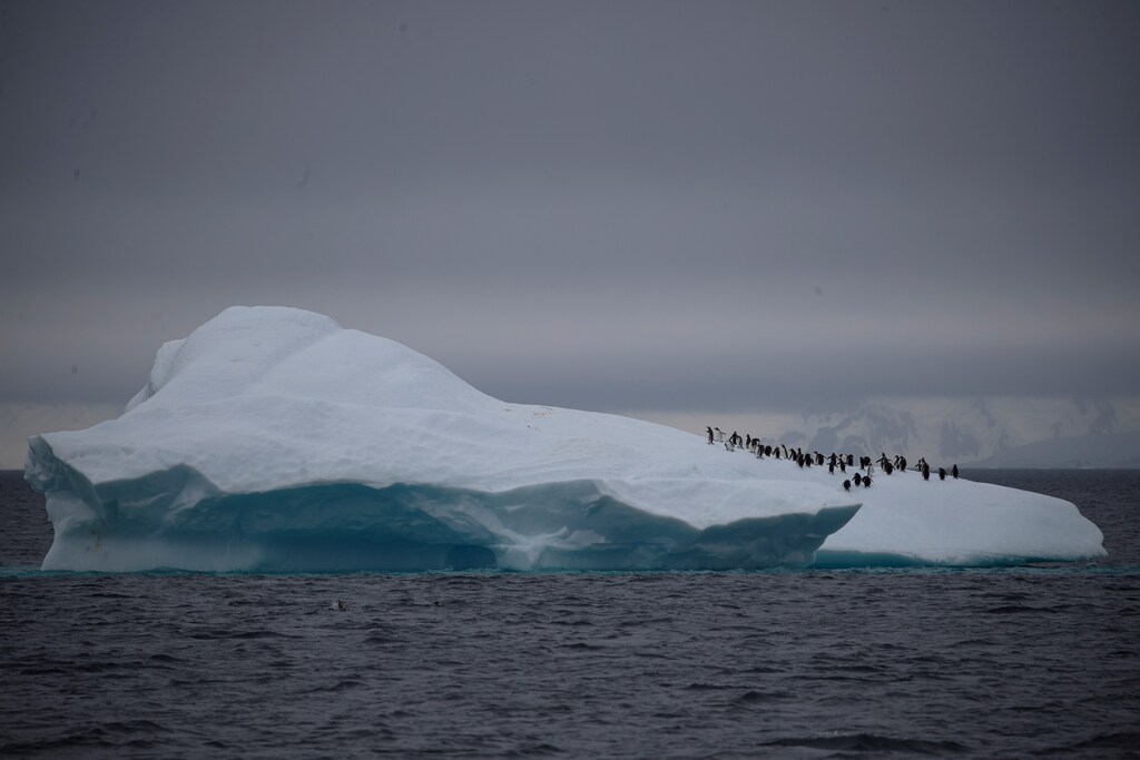 A group of chinstrap penguins walk on top of an iceberg floating near Lemaire Channel, Antarctica, February 6, 2020. REUTERS/Ueslei Marcelino SEARCH "ANTARCTICA PENGUINS" FOR THIS STORY. SEARCH "WIDER IMAGE" FOR ALL STORIES. - RC20YE957SAN