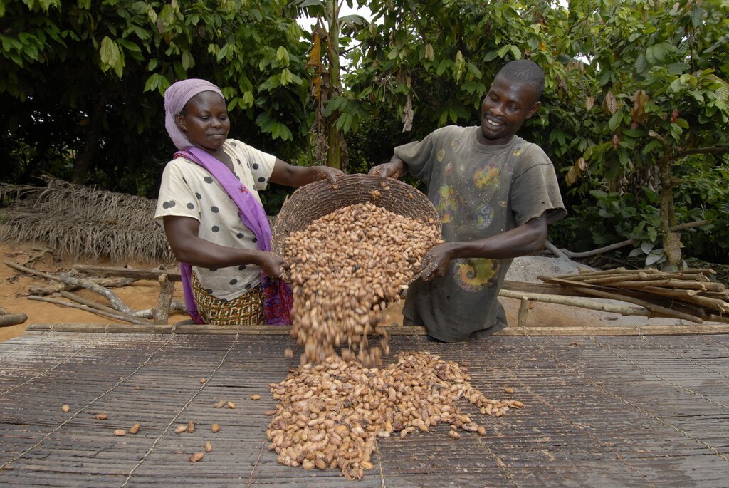 A family of cocoa growers helps with drying cocoa beans in Ghana's eastern cocoa town of Akim Akooko September 6, 2012.