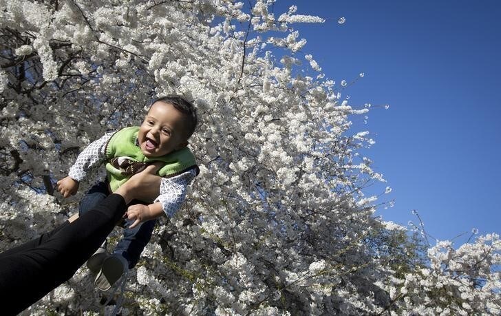 Kelvin Villaroel holds up his son Isaac for a photo in front of a cherry tree in full blossom in Central Park in New York April 20, 2014. REUTERS/Carlo Allegri (UNITED STATES - Tags: SOCIETY ENVIRONMENT)
