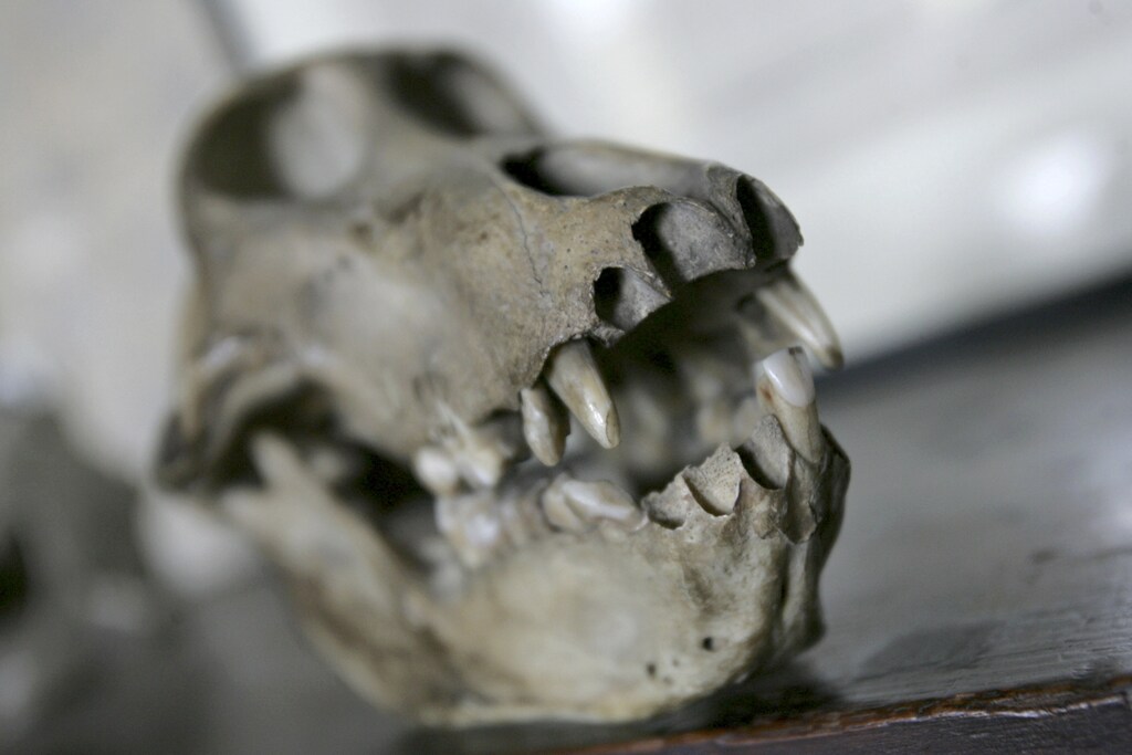 A primate's skull is displayed in Charles Darwin's former home Down House, in Kent, southern England February 12, 2009. The permanent exhibition at the house where Darwin wrote "On the Origin of the Species" opens to the public on Friday, and is part of a series of events to mark the bicentenary of the English naturalist. REUTERS/Tal Cohen (BRITAIN) - RTXBJLI