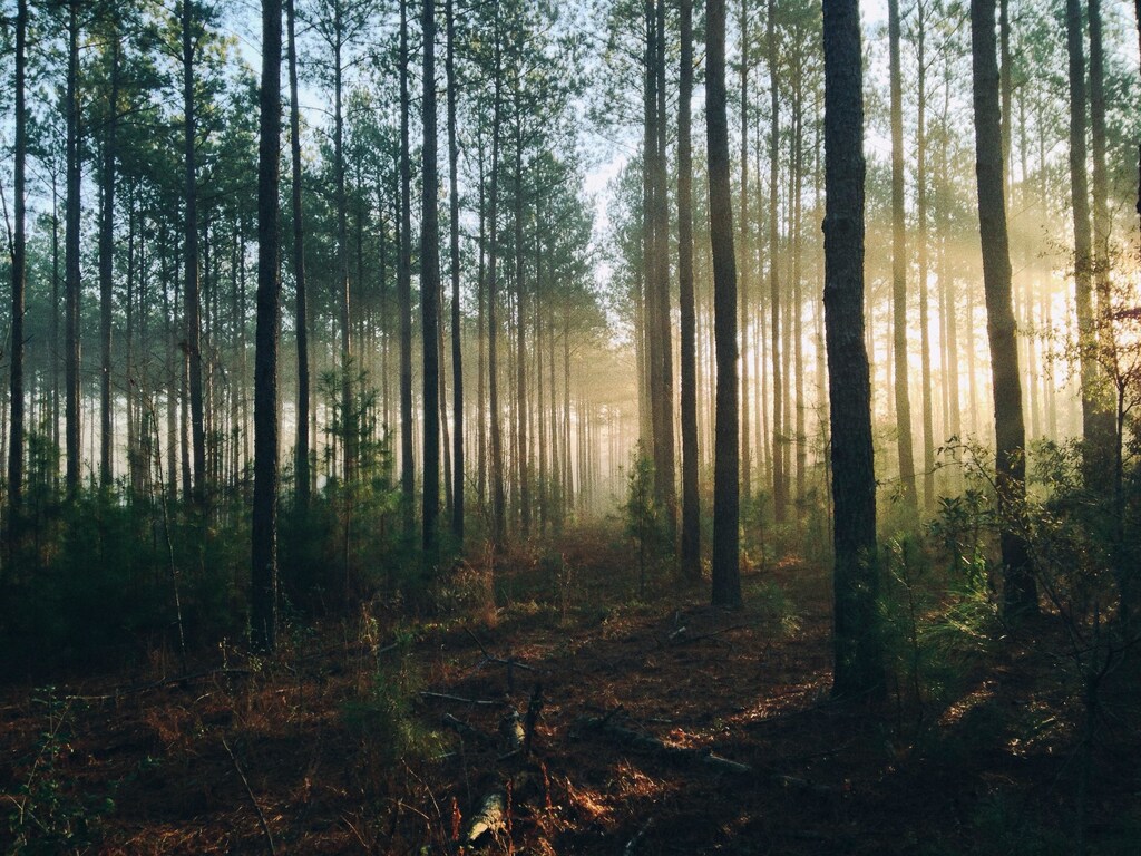 Tall trees in forest. Trees are part of the toolkit for nature-based solutions.