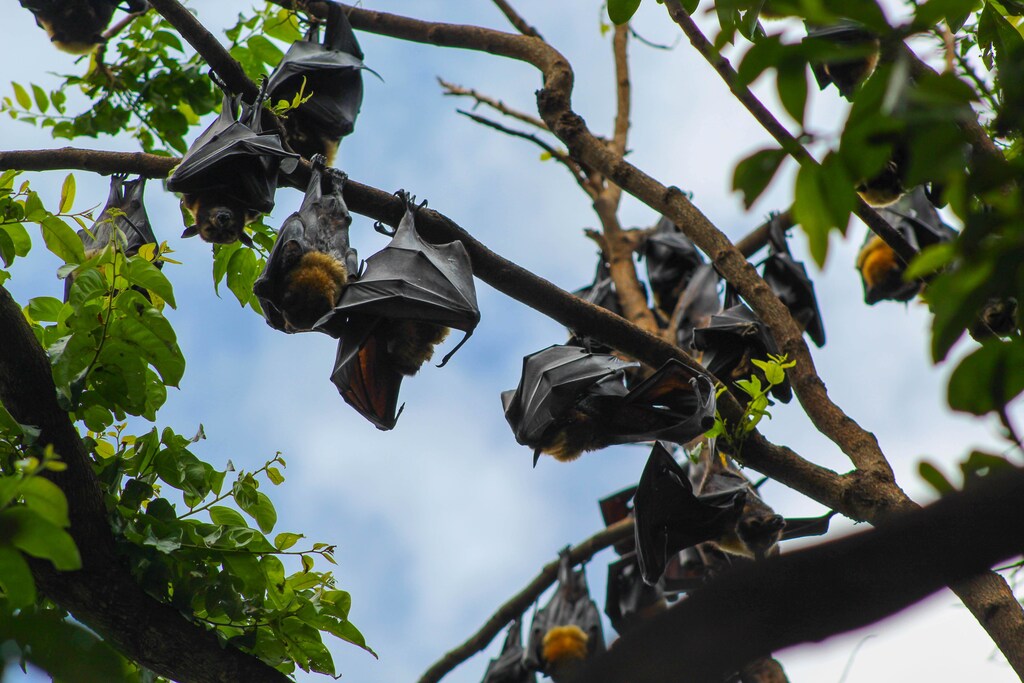 Bats hanging from branches