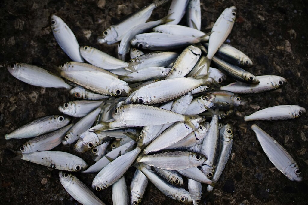 Fish used as bait lay at the seafront in Havana, Cuba November 9, 2018. Picture taken on November 9, 2018. REUTERS/Alexandre Meneghini - RC1A958FA000