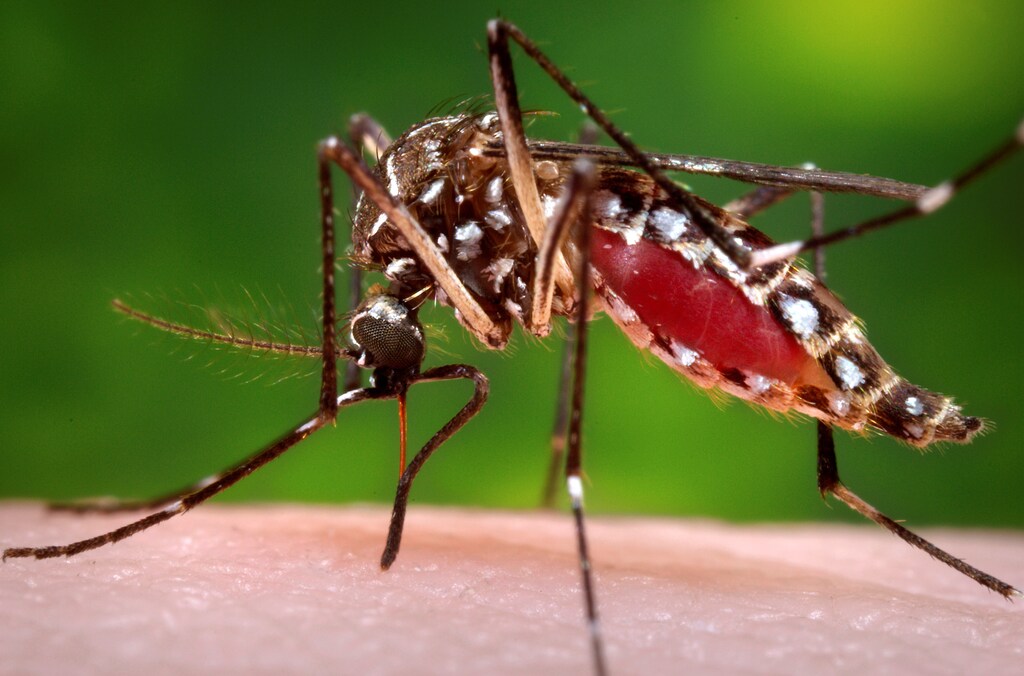 A female Aedes aegypti mosquito is shown in this 2006 Center for Disease Control (CDC) photograph released to Reuters on October 30, 2013. To match Special Report HEALTH-WHO/LEADER REUTERS/James Gathany/CDC/Handout via Reuters/File Photo ATTENTION EDITORS - THIS IMAGE HAS BEEN SUPPLIED BY A THIRD PARTY. FOR EDITORIAL USE ONLY. - RTSP4GM
