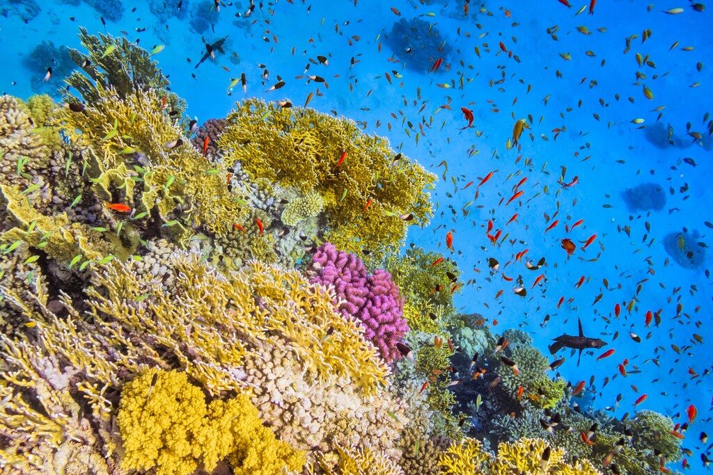 CMAR’s work in protecting ocean biodiversity is not only a victory for marine conservation, it is also a clarion call for the role of digital innovation in delivering sustainable ocean governance.