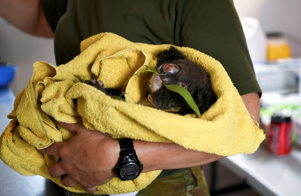An-injured-koala-is-treated-at-the-Kangaroo-Island-Wildlife-Park-due-to-Australian-bushfires