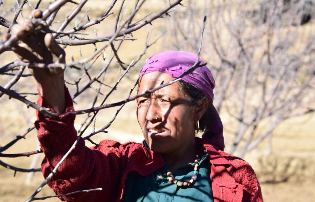 Parwati Rawat tends to her apple orchard in Dhaulapani village, Jumla district, Nepal, February 3, 2019.