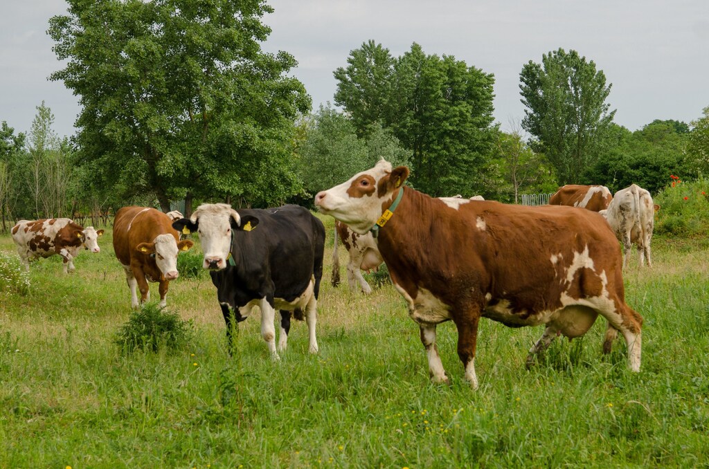 This image shows a field of cows, illustrating the challenges of the Agricultural Sector Roadmap to 1.5°C
