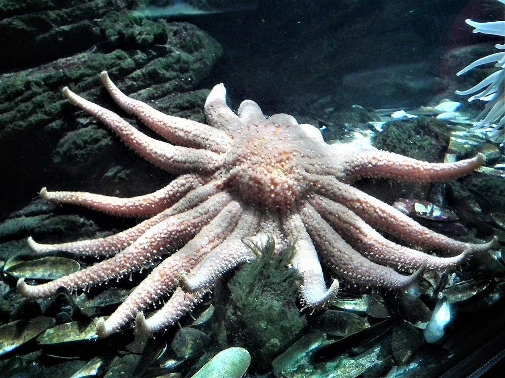 White sunflower sea star