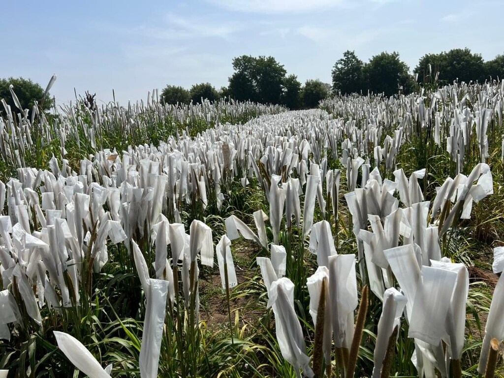 A field of sorghum